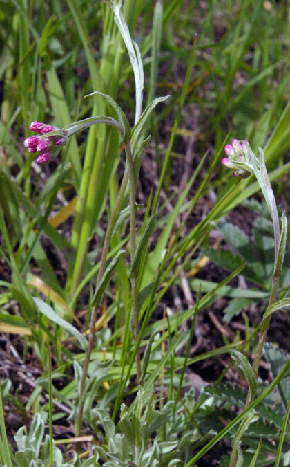 Rosy Pussytoes (Antennaria rosea)