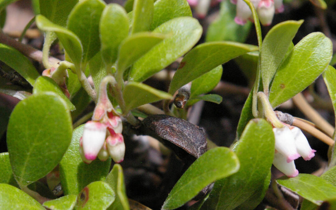 Greenleaf Manzanita (Arctostaphylos patula)