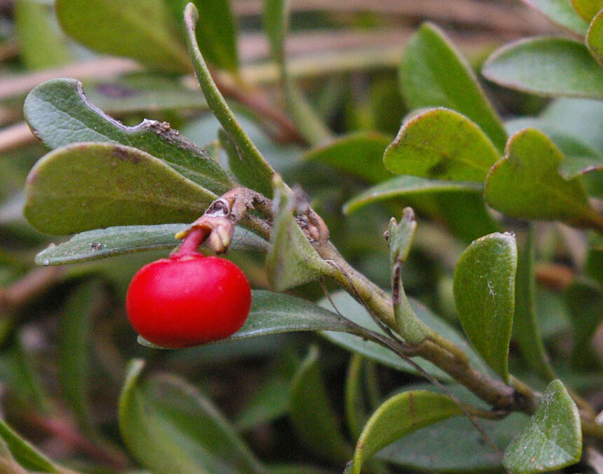 Bearberry (Arctostaphylos uva ursi)