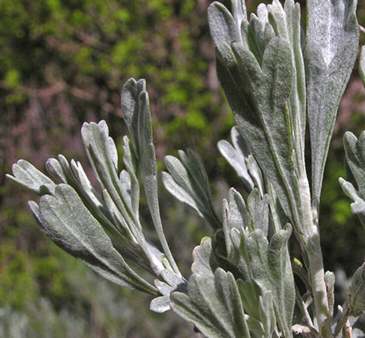 Big Sagebrush (Artemisia tridentata)