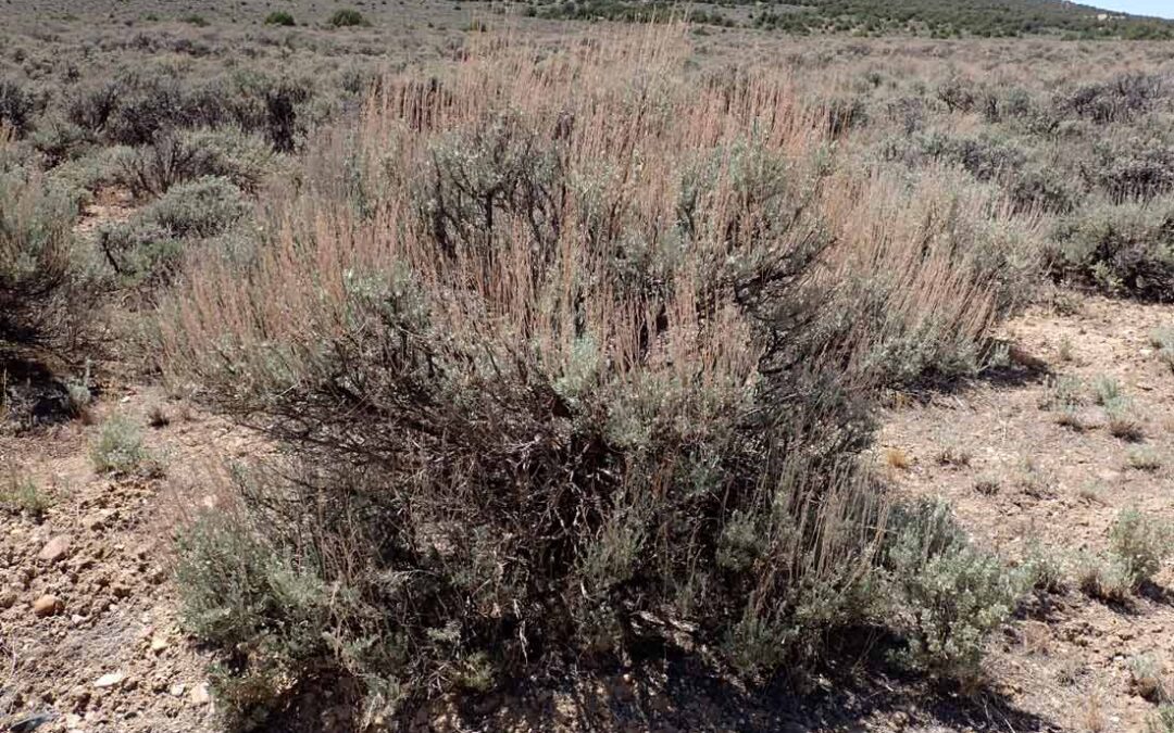 Wyoming Sagebrush (Artemisia tridentata var wyomingensis)