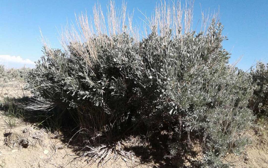 Vasey’s Sagebrush (Artemisia tridentata var. vaseyana)