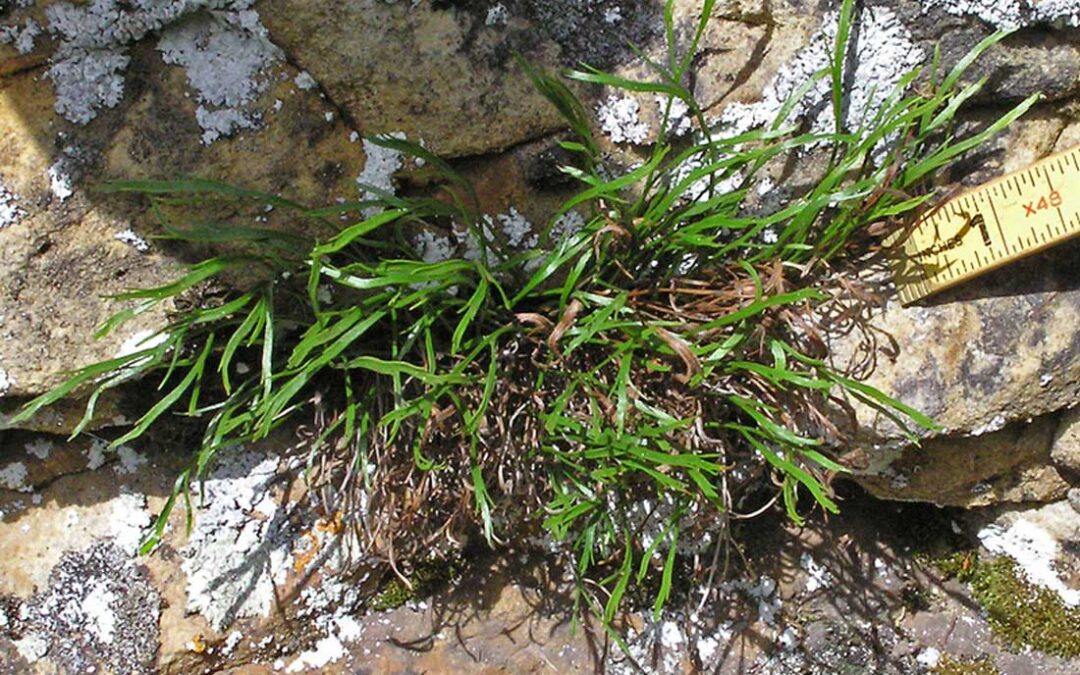 Grassfern (Asplenium septentrionale)