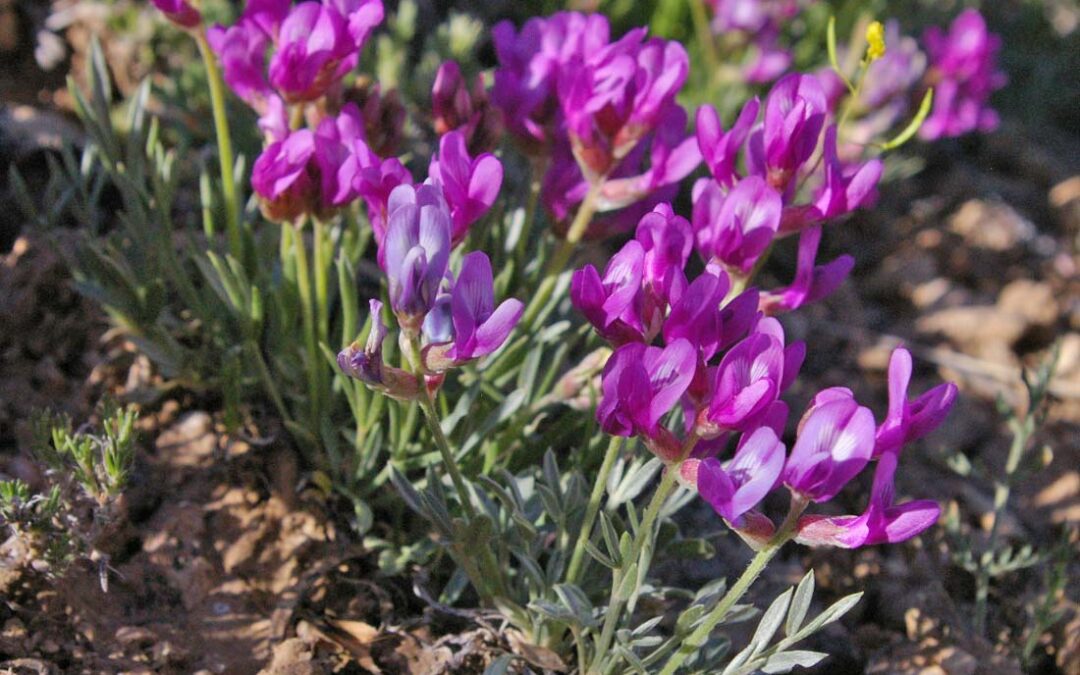 Debris Mikdvetch (Astragalus detritalis)