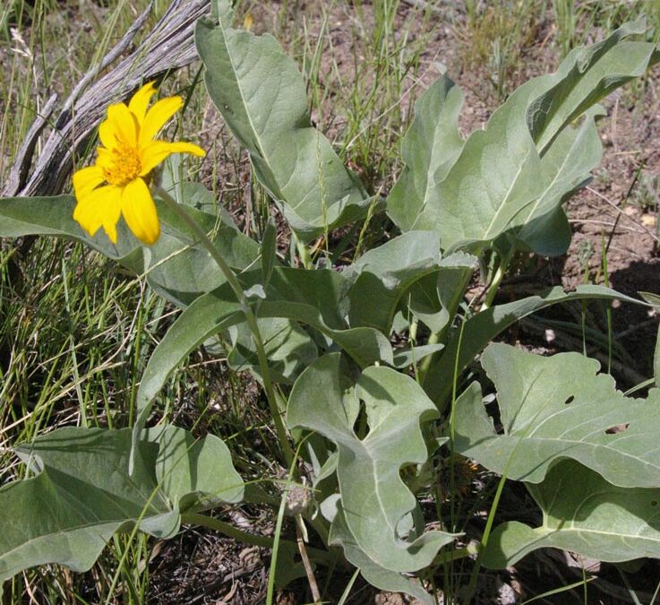 Arrowleaf Balsamroot (Balsamorhiza sagittata)