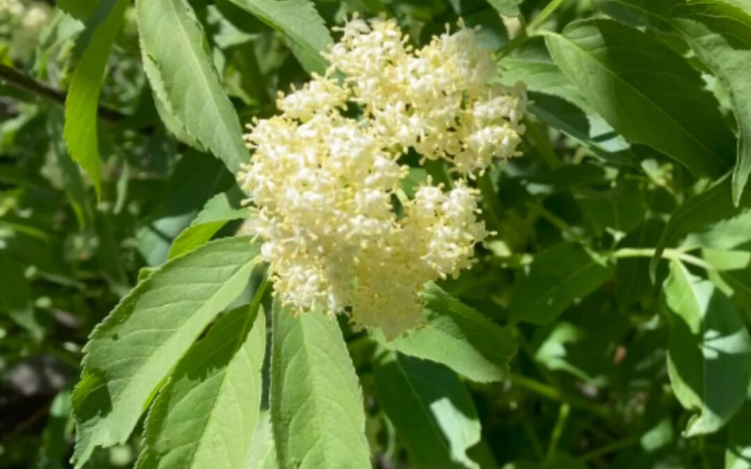 Blue Elderberry (Sambucus caerulea)