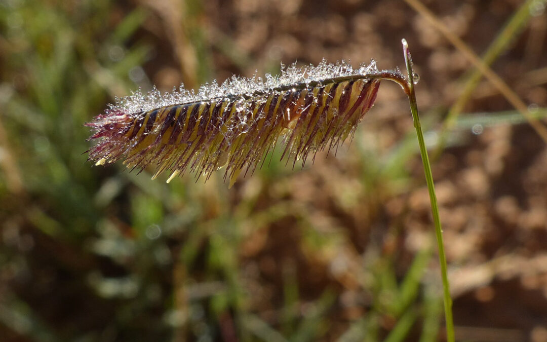 Blue Grama Grass (Bouteloua gracilis)