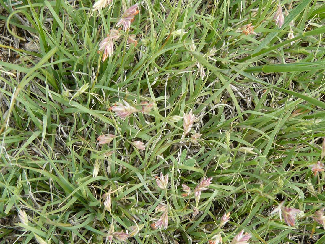 a photo of a clump of buffalo grass