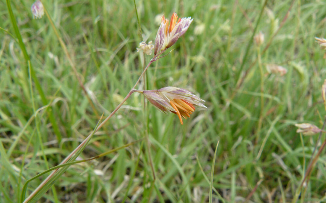 Buffalo Grass (Buchloe dactyloides)