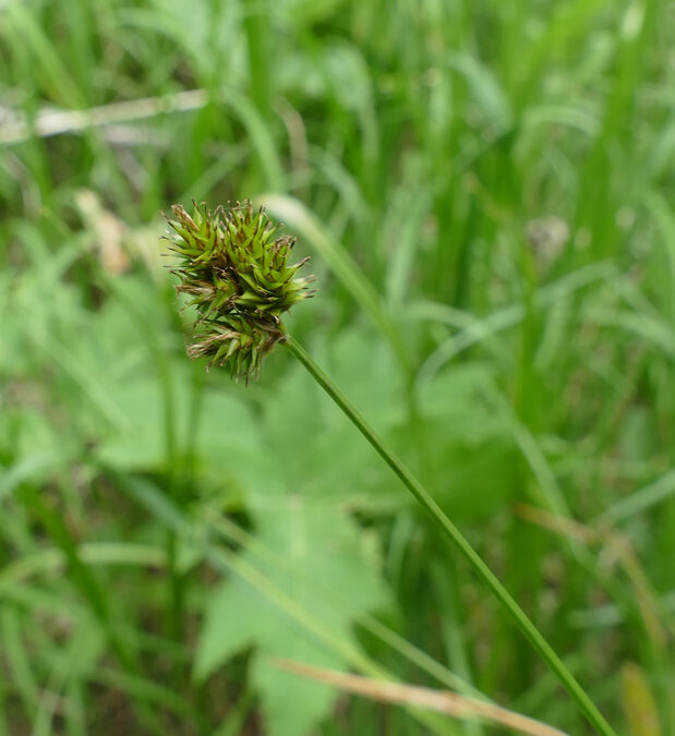 Small-winged Sedge (Carex microptera)