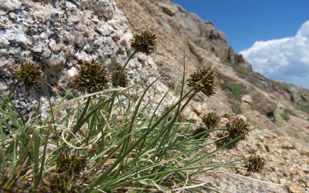 Globe Sedge (Carex perglobosa)