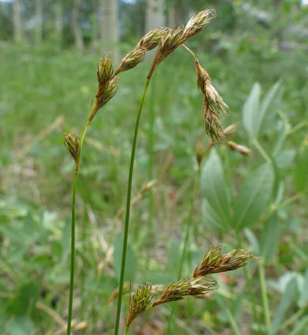 Meadow Sedge (Carex praticola)