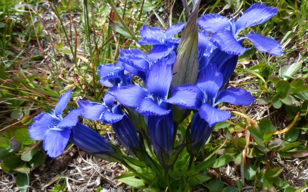 Rocky Mountain Fringed Gentian (Gentianopsis detonsa var. elegans)