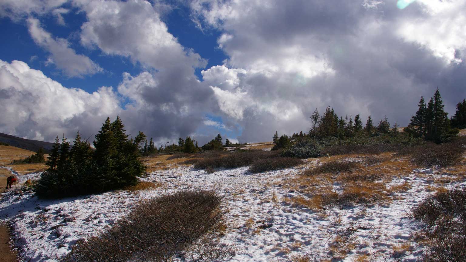 a photo of spruce-fir forest islands in the subalpine