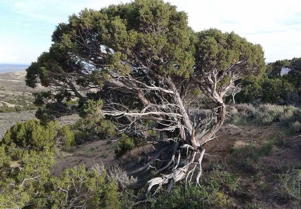 Utah Juniper (Juniperus osteosperma)