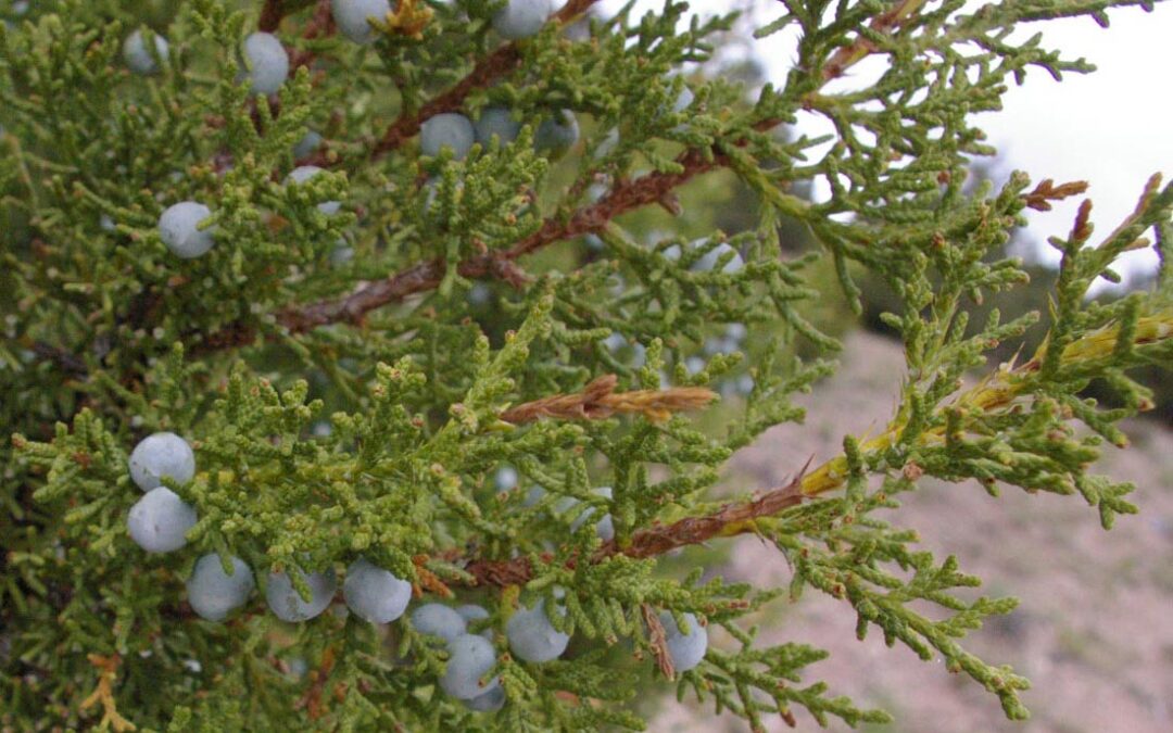 Utah Juniper (Juniperus osteosperma)