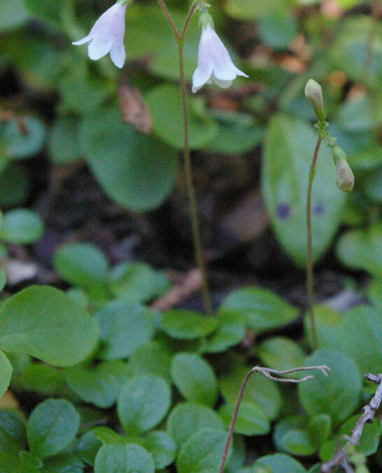 Twinflower (Linnaea borealis)