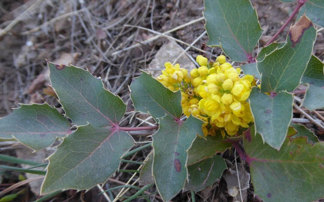 Oregon Grape (Berberis repens)