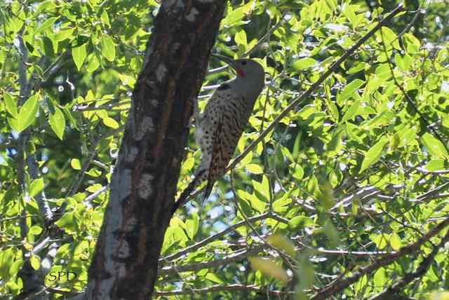 Northern flicker