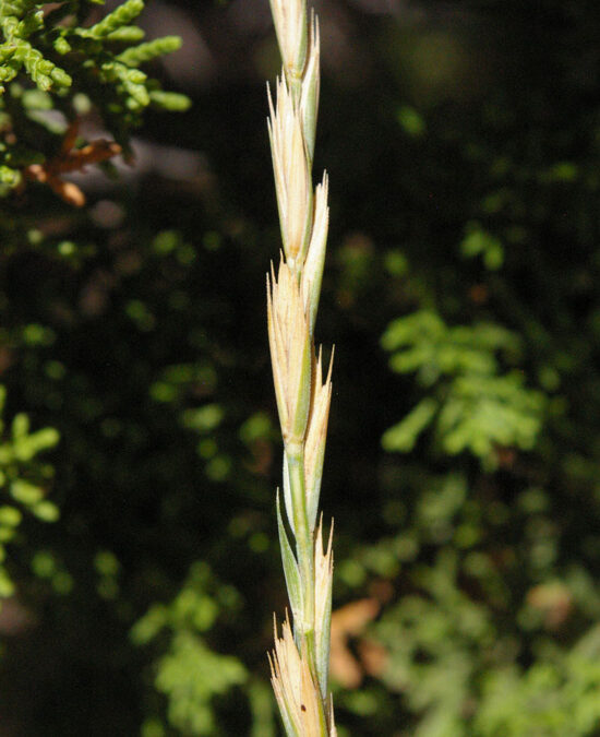 Western Wheatgrass (Pascopyrum smithii)