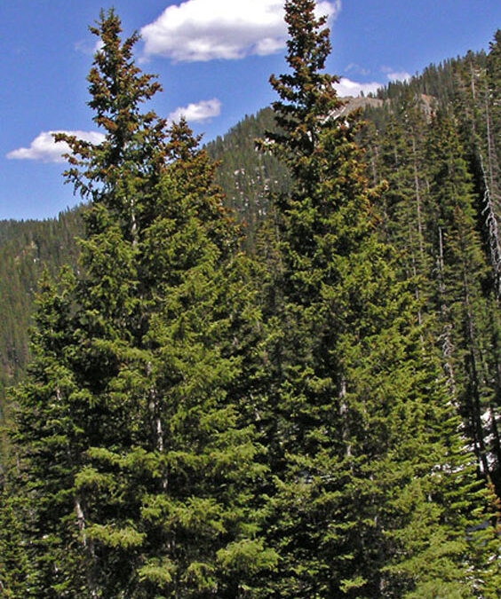 Engelmann Spruce (Picea engelmannii)