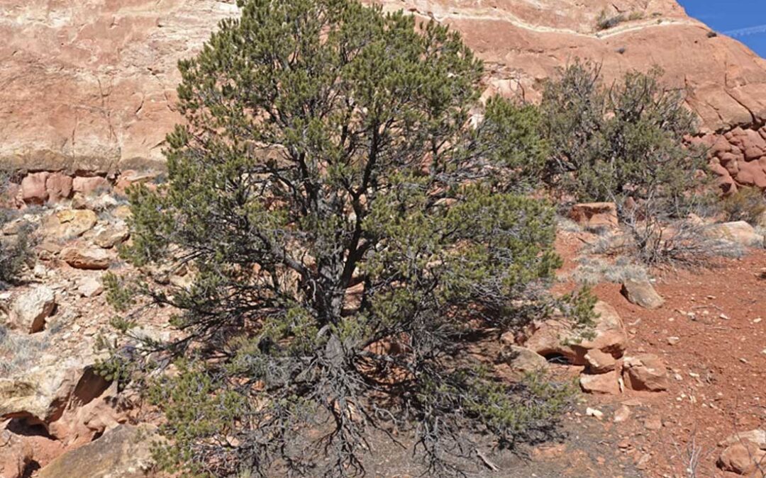 Pinyon Pine (Pinus edulis)