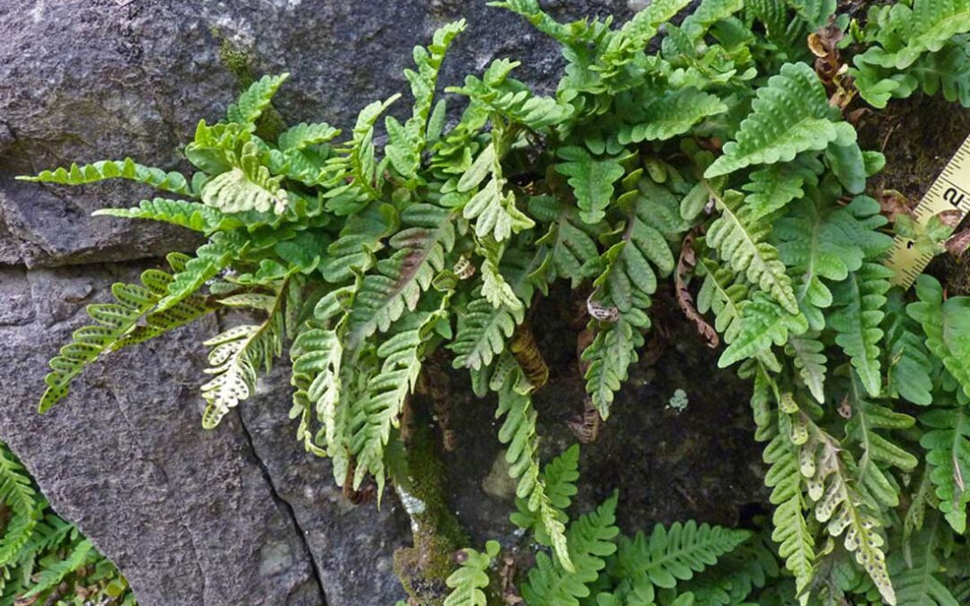 Western Polypody (Polypodium hesperium)