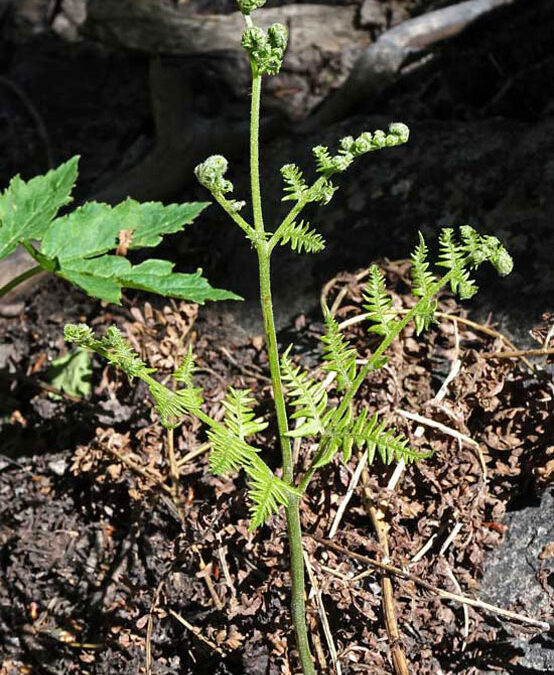 Hairy Bracken Fern (Pteridium aquilinum)