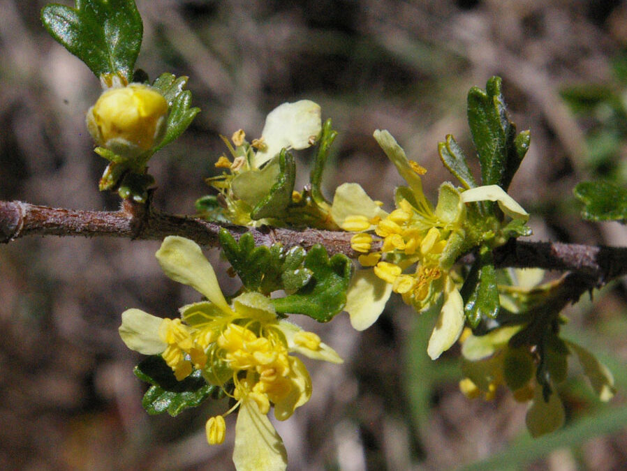 Antelope Bitterbursh (Purshia tridentata)