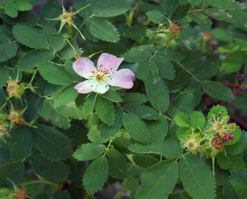 Smooth Rose (Rosa blanda)