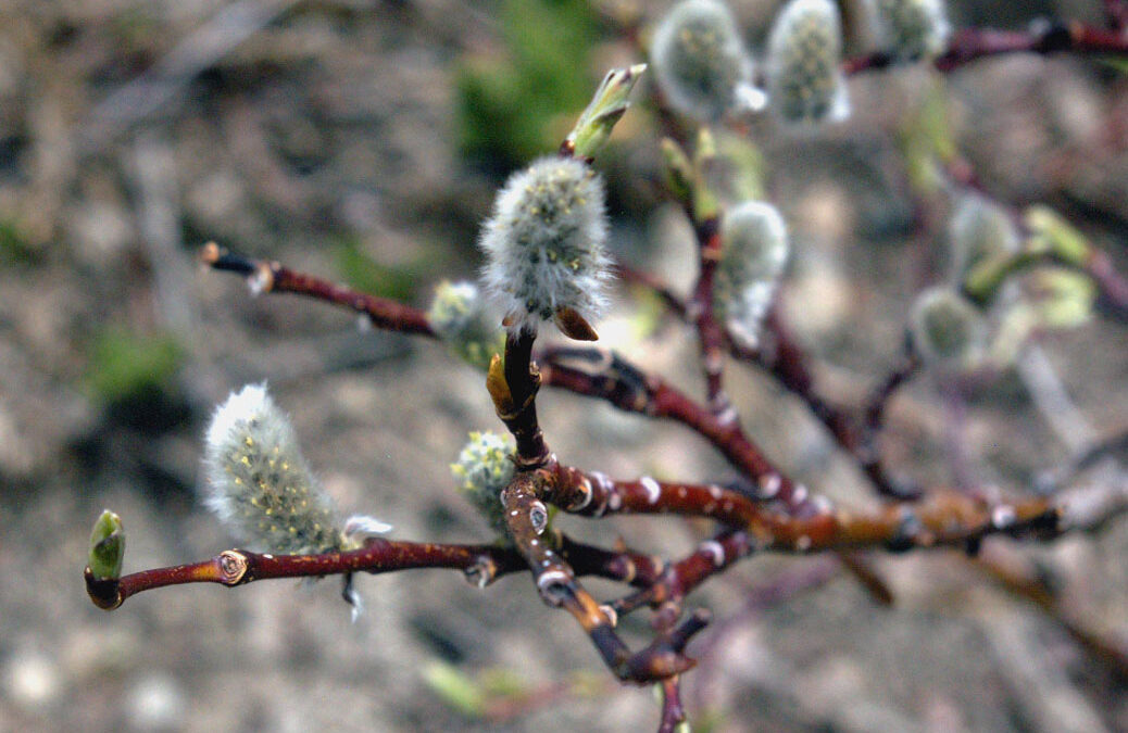 Short-fruit Willow (Salix brachycarpa)
