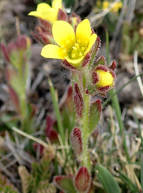 Stoloniferous Saxifrage (Saxifraga flagellaris)