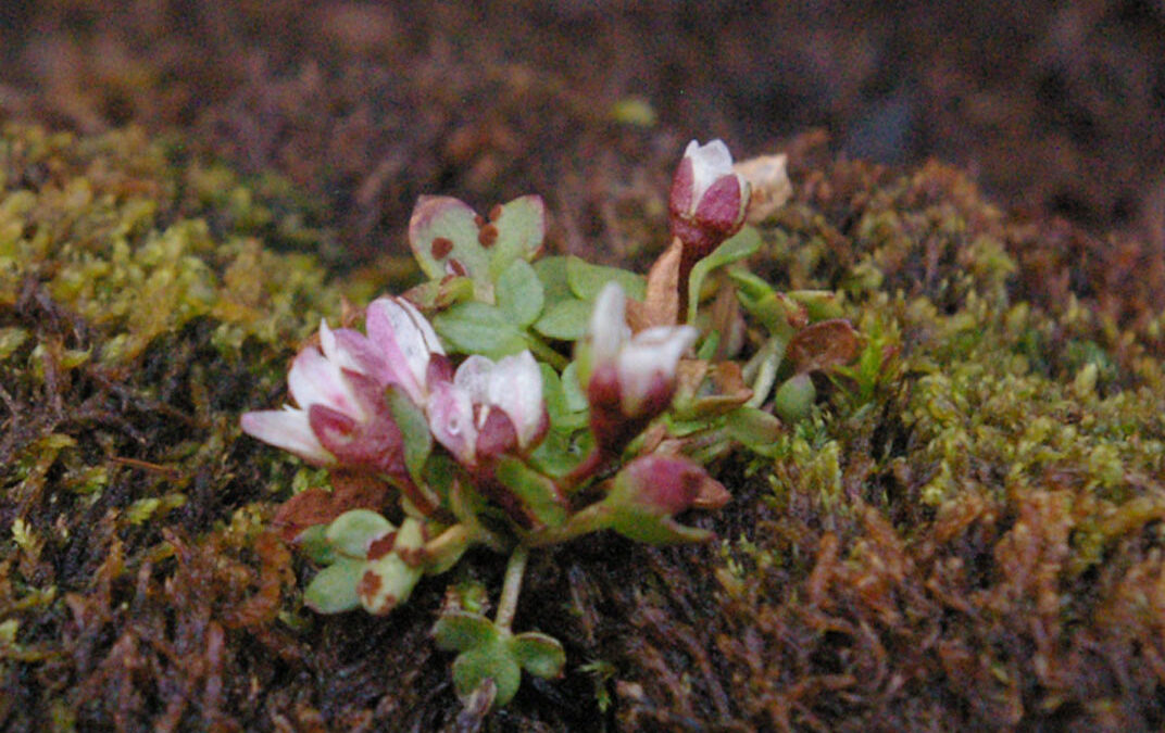 Alpine Brook Saxifrage (Saxifraga rivularis)