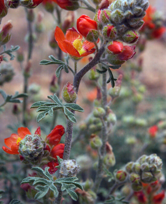 Scarlet Globemallow (Sphaeralcea coccinea)