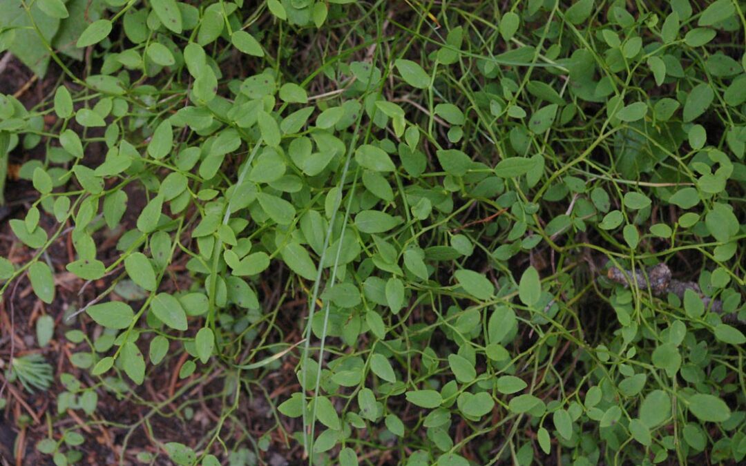 Whortleberry (Vaccinium myrtillus)