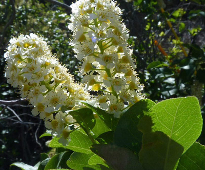 Chokecherry (Prunus virginiana var. melanocarpa)