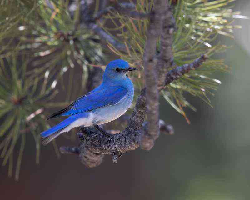 small Blue Bird