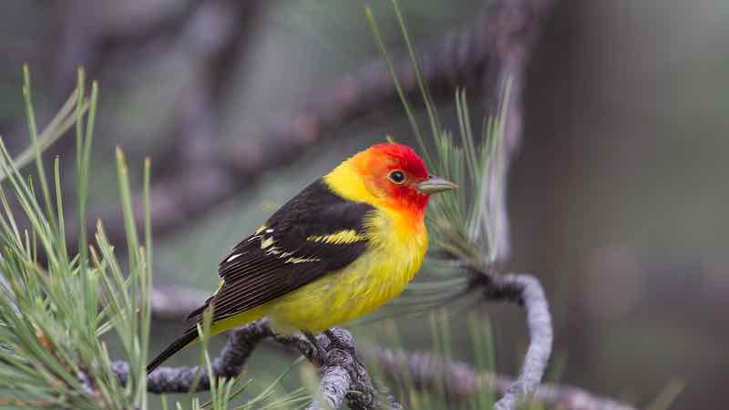 western tanager