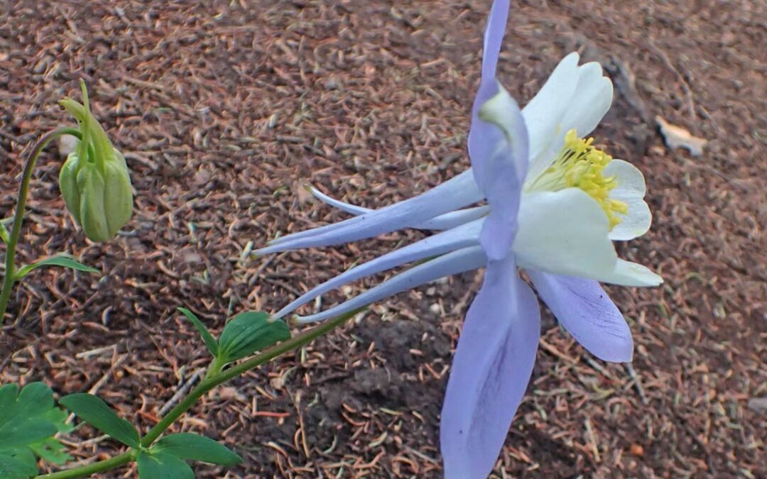 Colorado Blue Columbine (Aquilegia coerulea)