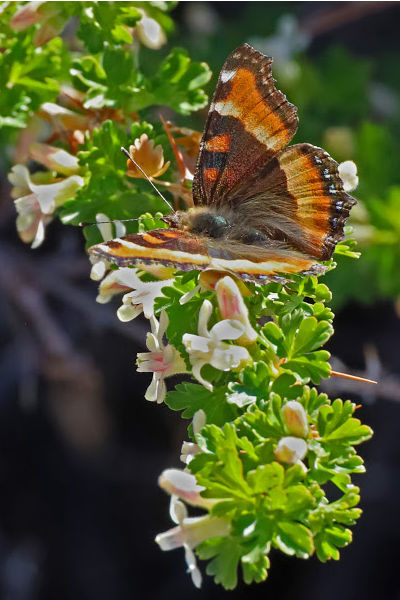 Native shrubs in Colorado