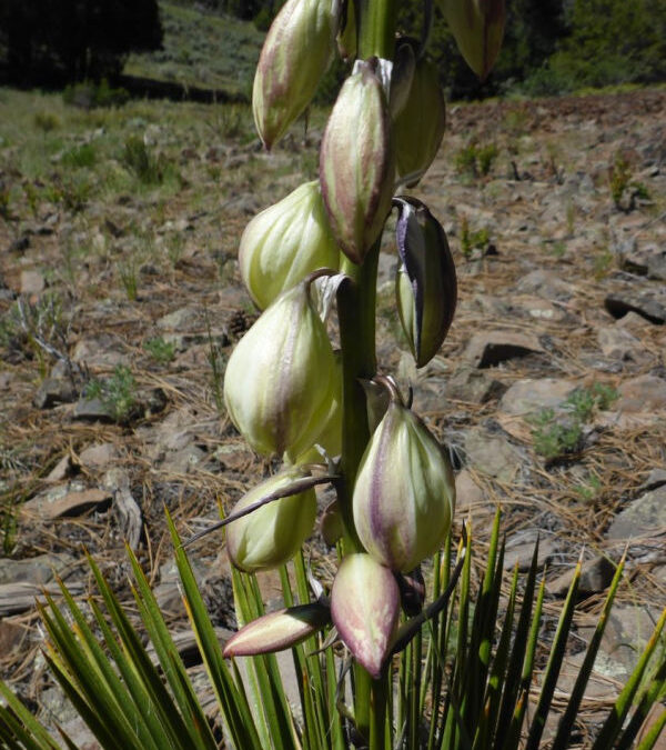 yucca in bloom