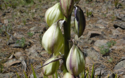 Pollination Biology of the Yucca!