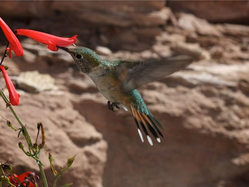 Hummingbirds Love Penstemons!