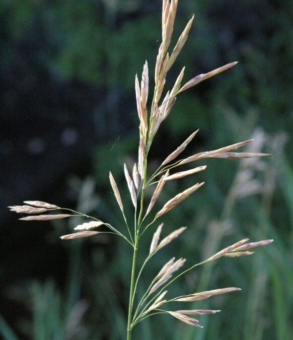 Smooth Brome (Bromopsis inermis)