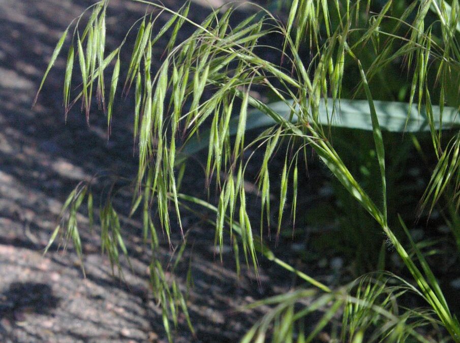 Cheatgrass (Bromus tectorum)