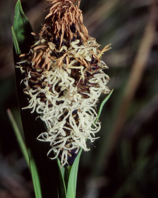 Cliff Sedge (Carex scopulorum)