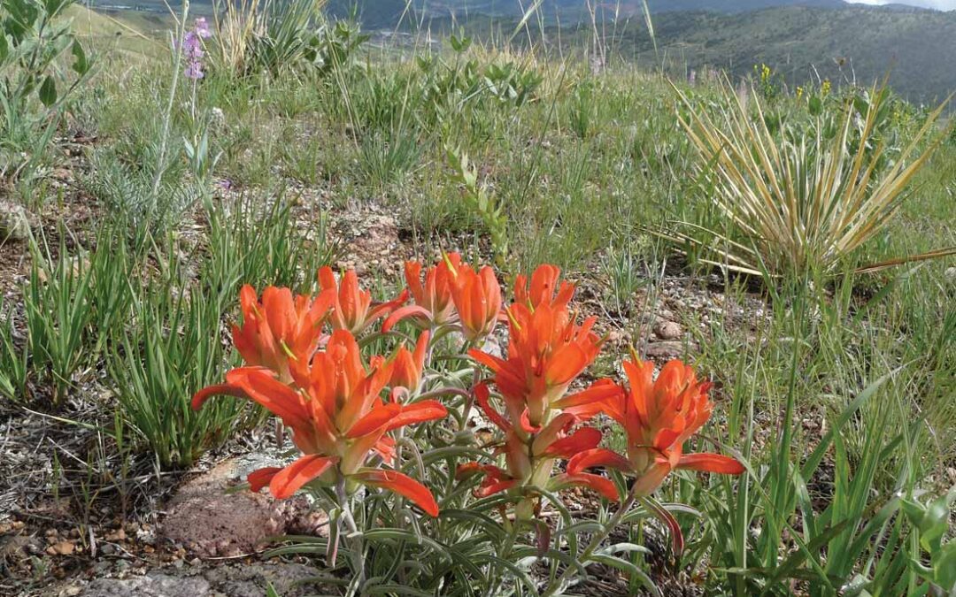 Wholeleaf Indian Paintbrush (Castilleja integra)