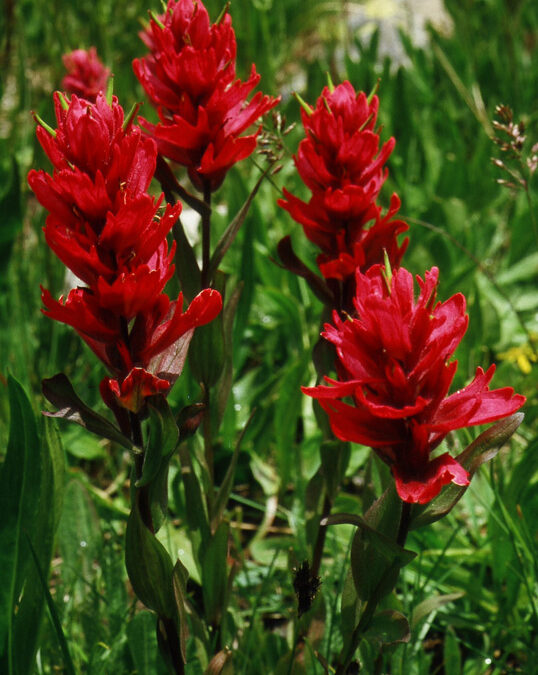 Splitleaf Indian Paintbrush (Castilleja rhexifolia-x-miniata)