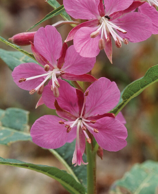 Fireweed (Chamerion angustifolium)