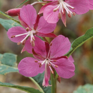 a close-up photo of two pink fireweed blossoms